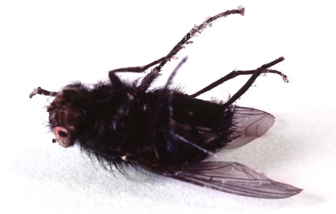 dead fly - enter the image gallery